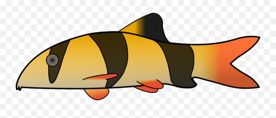 Clown Loach Photo Background Transparent Png Images And Svg