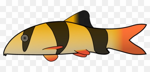 Clown Loach Photo Background Transparent Png Images And Svg