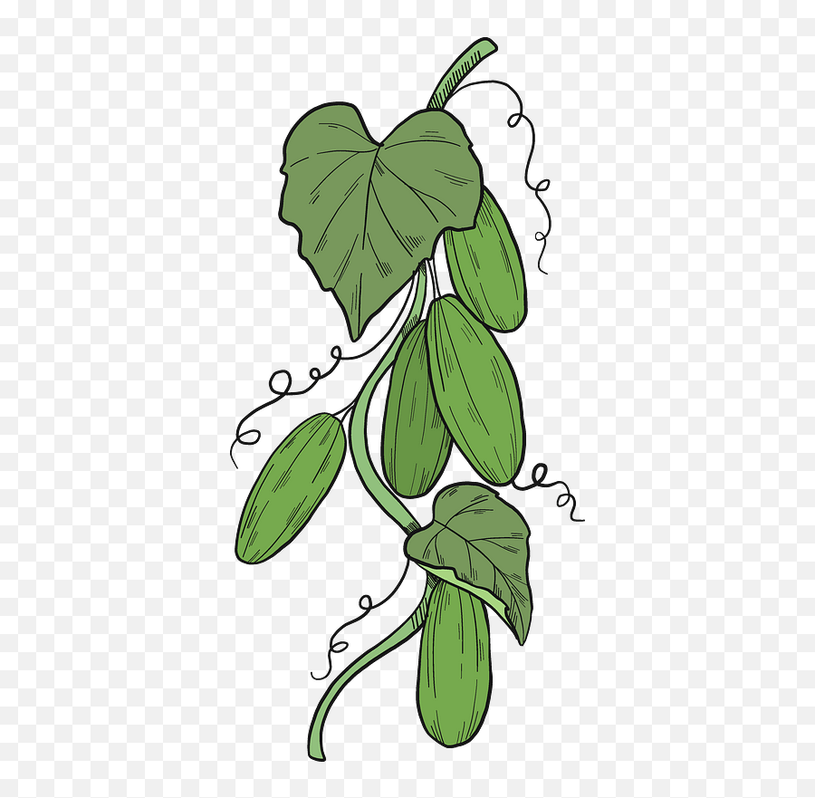 Cucumber Plant Clipart Free Download Transparent Png - Cucumber Plant Clipart,Green Plant Png