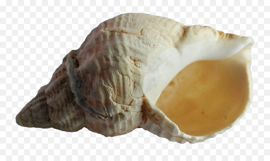 Download Free Png Sea Shell Images Transparent - Seashell,Seashell Png