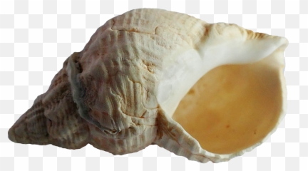 Download Free Png Sea Shell Images Transparent - Seashell,Seashell Png