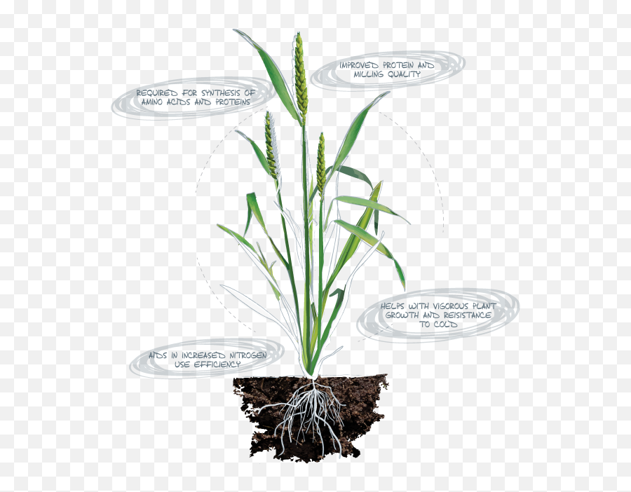 Download Sulphur - Deficiency Symptons Legume Plant Roots Zinc Nutrition In Plant Png,Roots Png