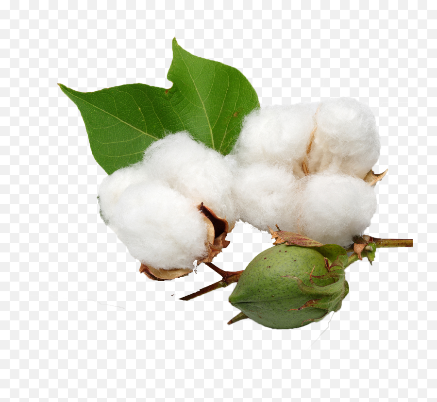 Png Images Transparent Background - Cotton Png,Cotton Png