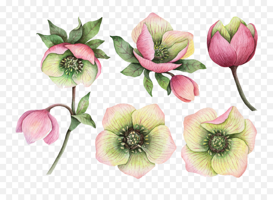 Real Flower Png Images - Real Flower Png,Real Flower Png