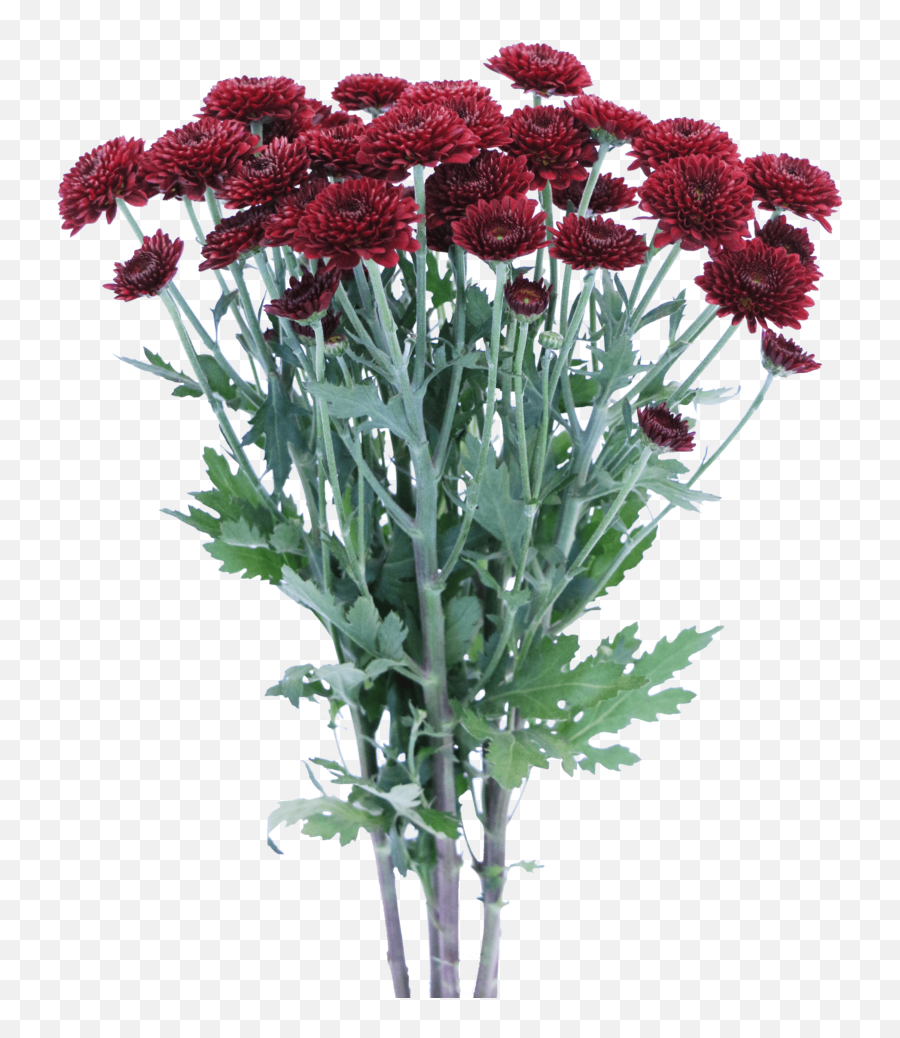 Chrysanthemums - Chrysanthemums Png,Chrysanthemum Png