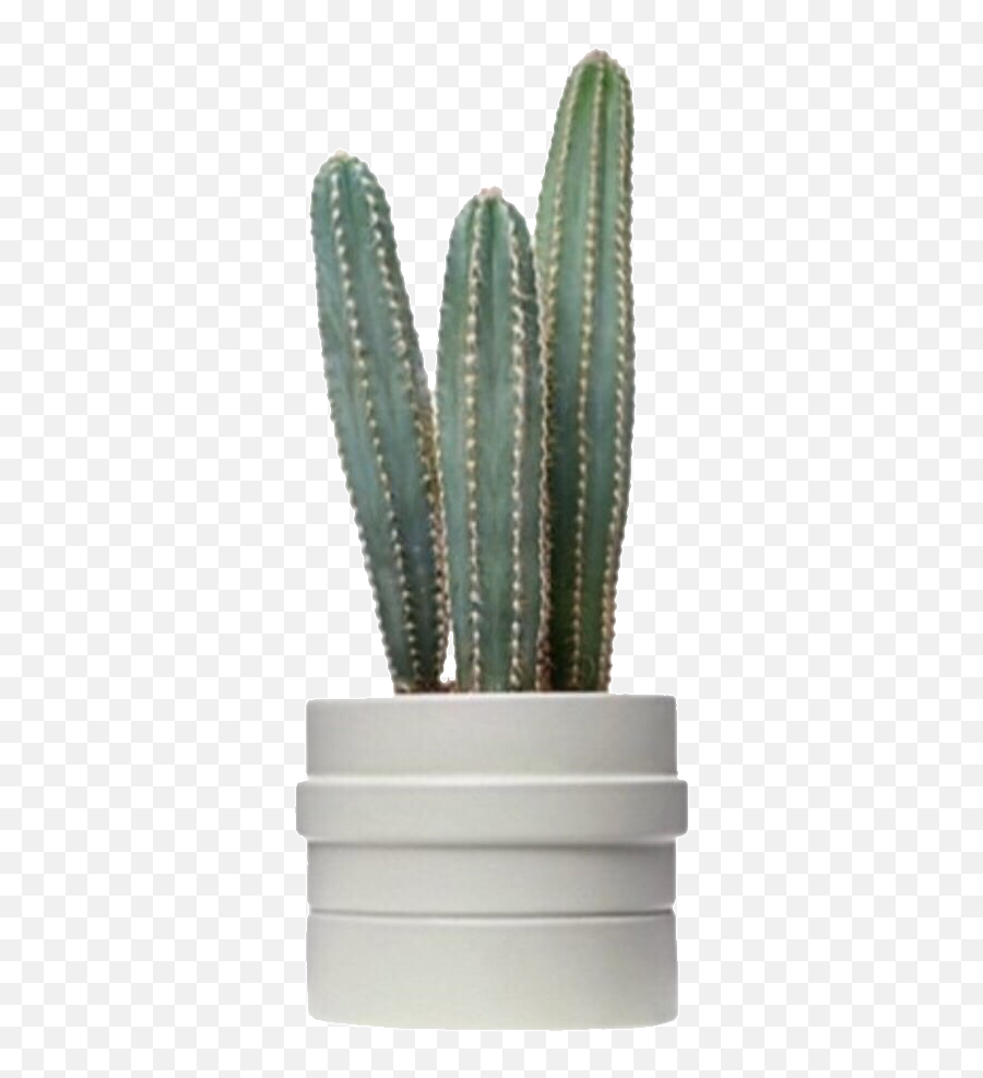 Cactus Cactuses Png Sticker By Cute
