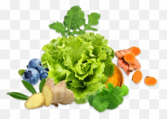 Hydroponic Farm Fresh Organic Fruits U0026 Vegetables - Head Of Green Lettuce Png,Veggies Png