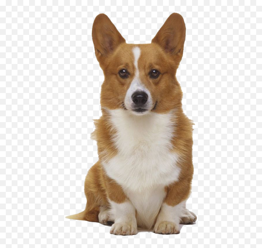 Cute Corgi Dog Png Transparent Image Mart - Gorritos De Cumpleaños Para Perrito,Corgi Png