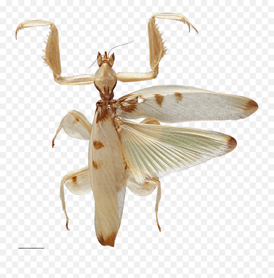 Predation - Orchid Mantis Wings Png,Praying Mantis Png