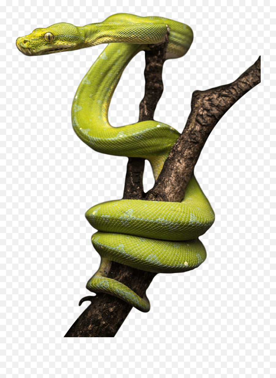Royal Python Green Snake - Smooth Green Snake Png,Snake Transparent