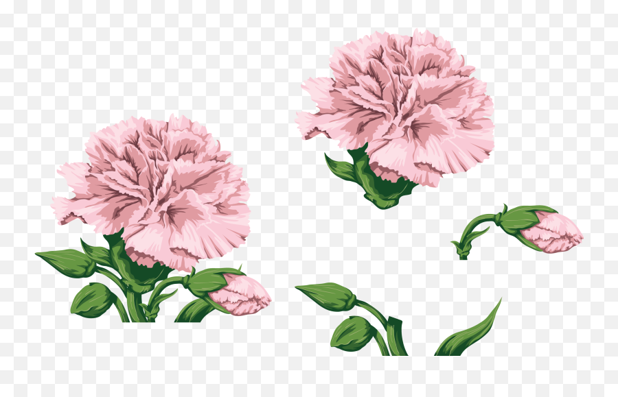 Transparent Pink Carnation Clip Art Png - Transparent Carnation Clipart,Carnation Png