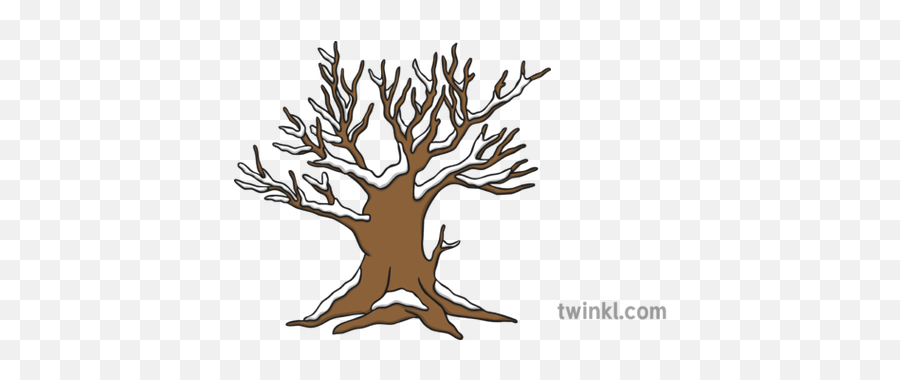 Bare Winter Tree With Snow Illustration - Twinkl Winter Tree Illustration Png,Snow Png