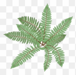 Index Of Ressources - ticeresstice1PARTAGEvisuelIAN Fern Drawing png