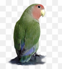 Transparent Background Greeting Card - Lovebird Transparent Png,Pickle Transparent