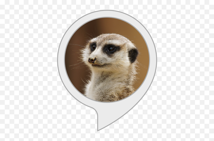 Amazoncom Meerkat Facts Alexa Skills - Hervey Bay Botanic Gardens Png,Meerkat Png