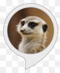 Amazoncom Meerkat Facts Alexa Skills - Hervey Bay Botanic Gardens Png,Meerkat Png