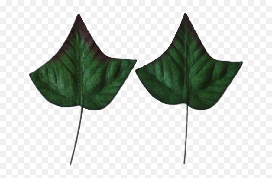 Download Hd Green Mulberry Paper Ivy Leaves 35cm 10pcs - Licie Bluszczu Png,Ivy Transparent
