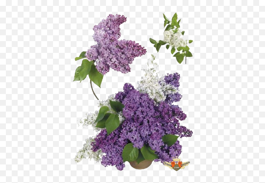 Download Free Lilac Transparent Image - Lilac Png,Lilac Icon
