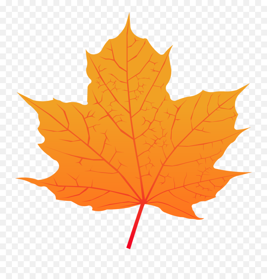 Maple Leaf - Feuille D Érable À Sucre Png,Canada Maple Leaf Png