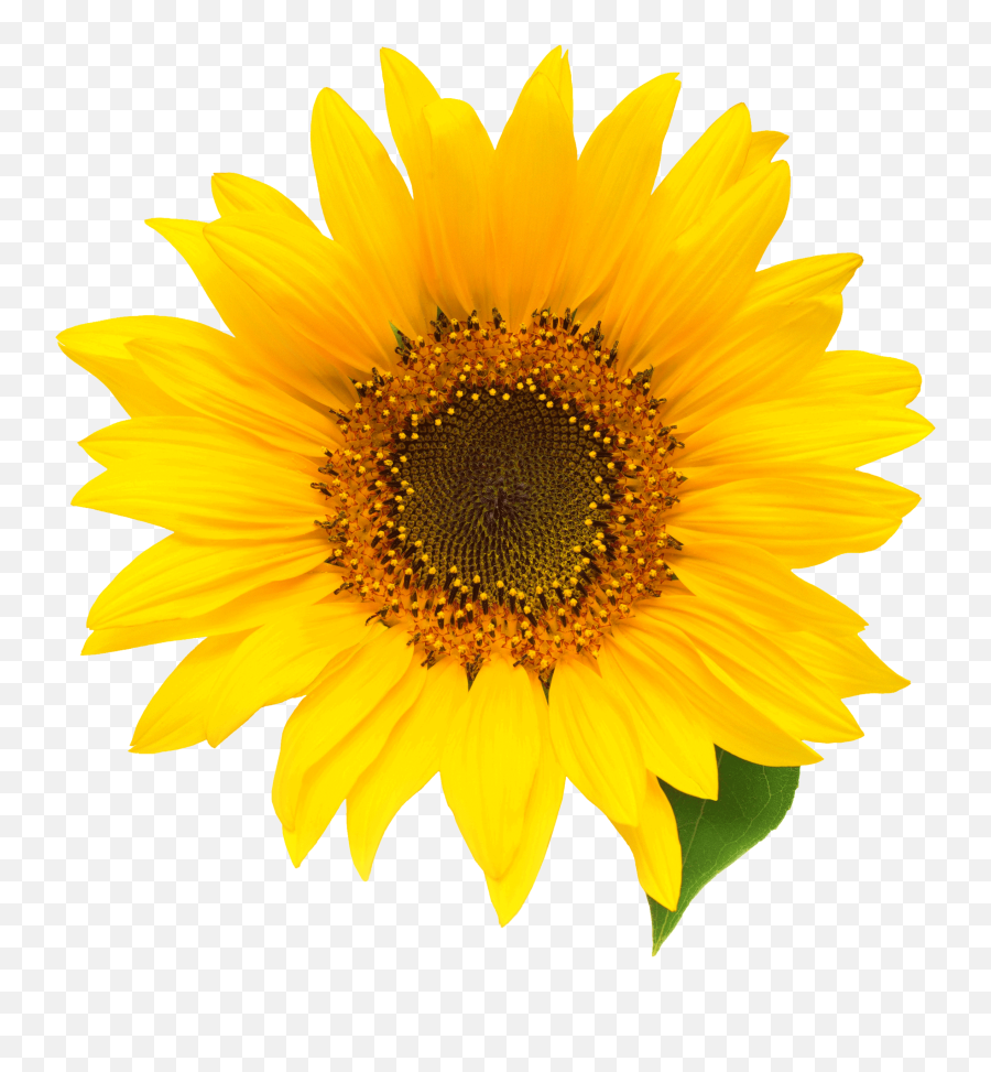Patient Forms U2014 Sunflower Aesthetics Png Yellow Flower Icon