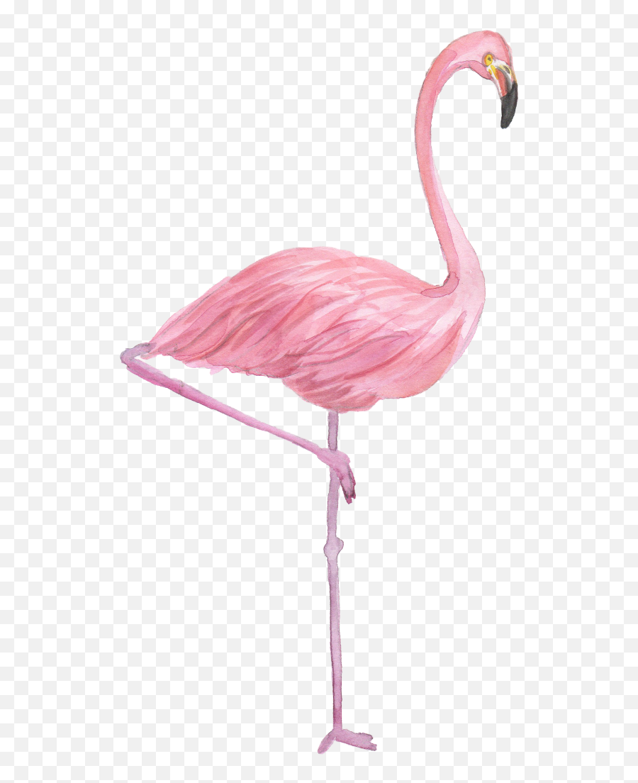 Flamingo Drawing Watercolor Painting - Transparent Background Flamingo Png,Flamingo Transparent Background