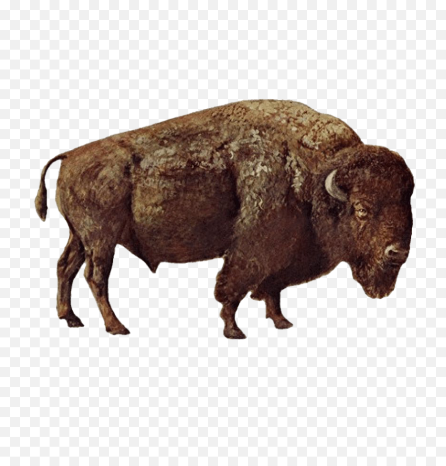 Bison Png Transparent Background Images For Free Download 0 - Bison Png,M Bison Png