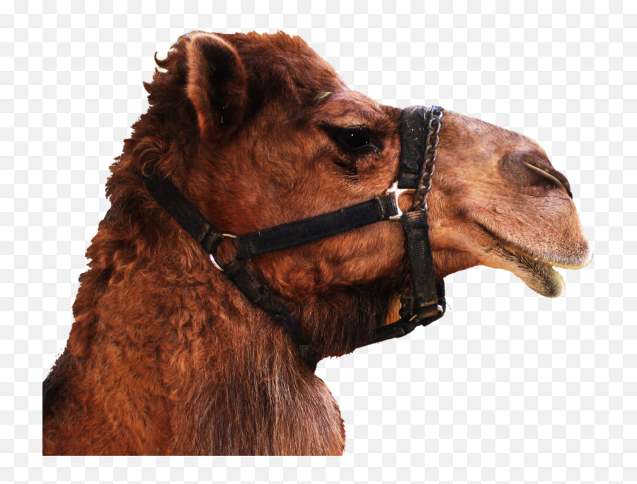 Camel Transparent Background Png Mart - Camel Head Transparent Background,Images Transparent Backgrounds