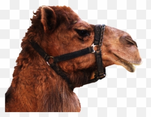 Camel Transparent Background Png Mart - Head