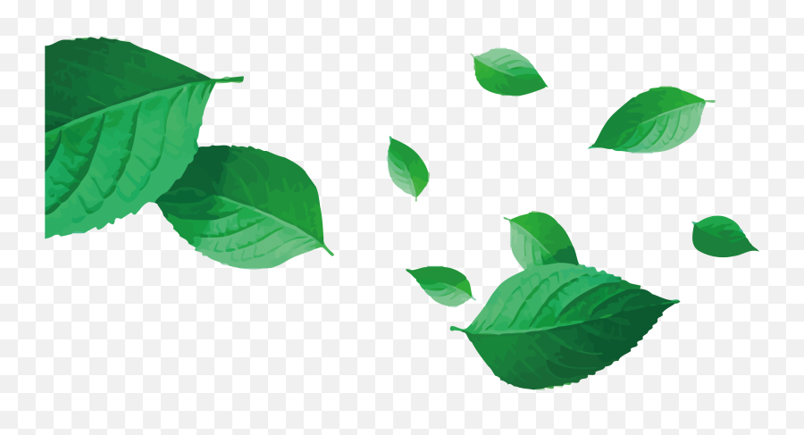 Download Leaf Vector Png - Tea Leaves Vector Png Png Image Vector Tea Leaves Png,Vector Images Png