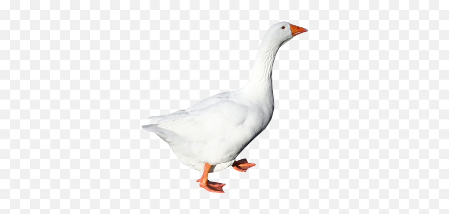 White Goose Png - Transparent Goose White Background,Goose Png