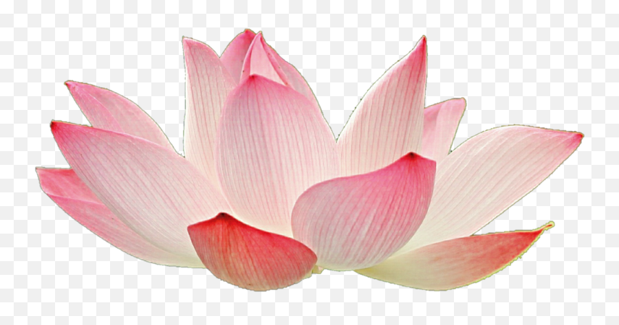 Nelumbo Nucifera Clip Art - Lotus Transparent Background Png Lotus Flower Transparent Background,Lotus Transparent Background