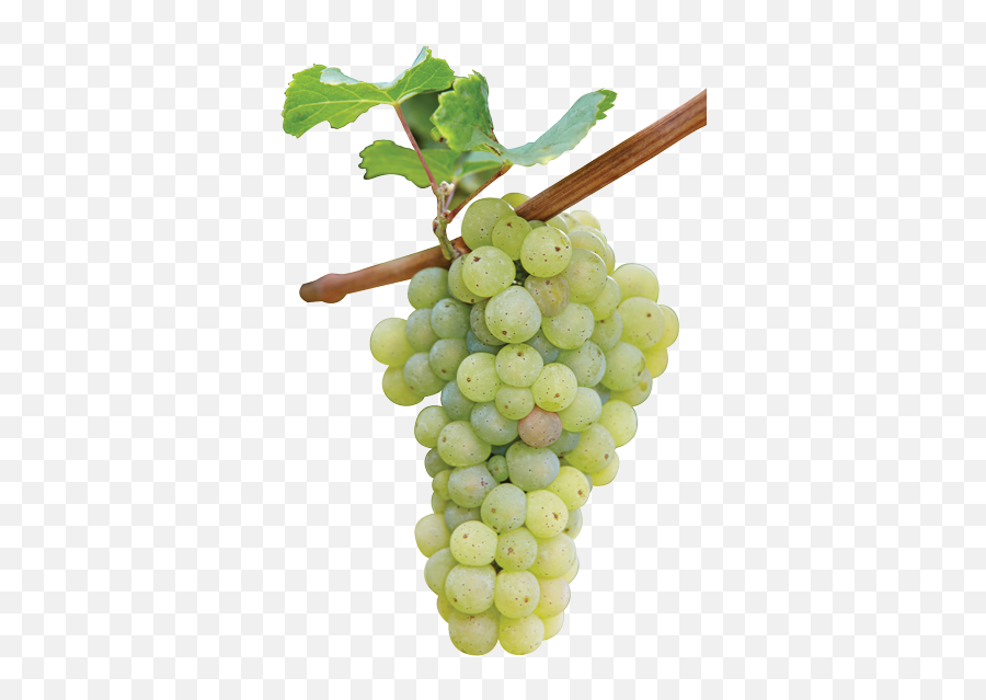 Green Grapes Grape Branch - 24215 Transparentpng Riesling Vines,Grape Png