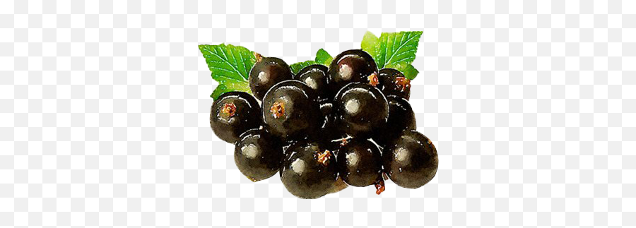 Blackcurrant Png Image File All - Blackcurrant,Grapevine Png