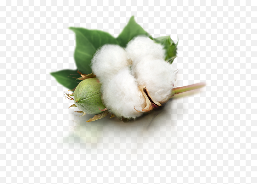 Cotton Png - Cotton Images Png,Cotton Png