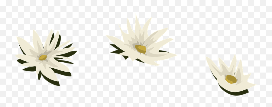 Water Lily White Flowers - Bunga Lili Putih Png,White Lily Png