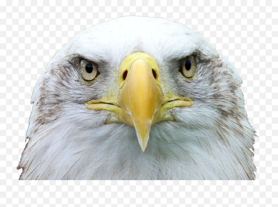 Adler White Tailed Eagle Bald - 3d Printer Eagle Beak Png,Bald Eagle Head Png