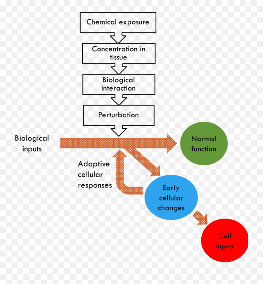 Chemical Exposure Could Lead - Diagram Png,Could Png