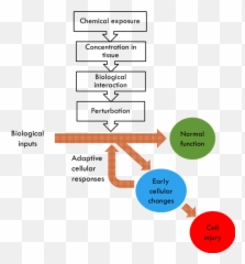 Chemical Exposure Could Lead - Diagram Png,Could Png