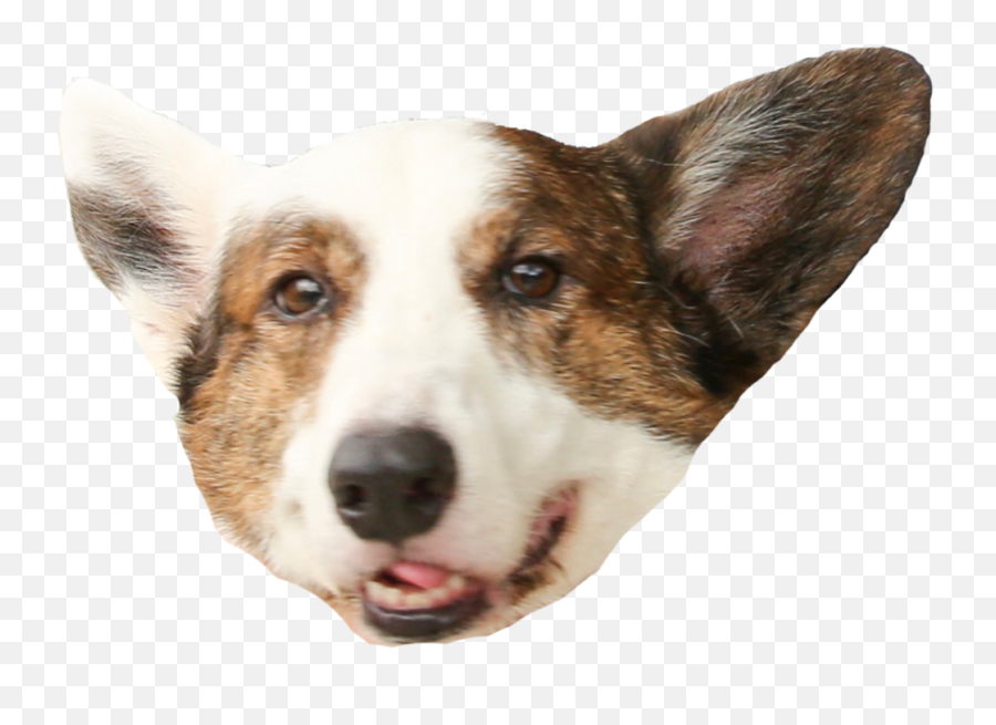 Free Corgi Transparent Background Download Clip Art - Corgi Head Transparent Png,Corgi Png