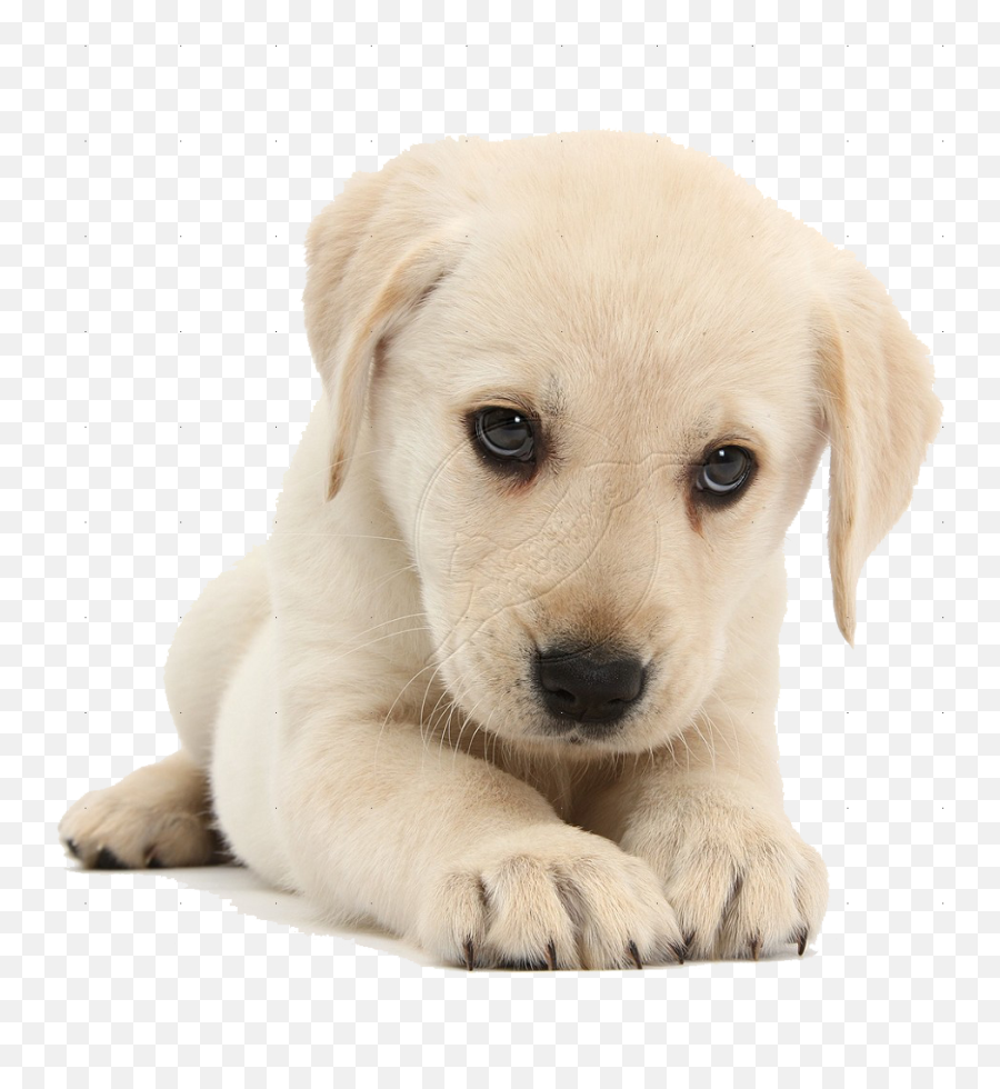 Cute Dog Png Hd - Transparent Puppy Png,Cute Dog Png