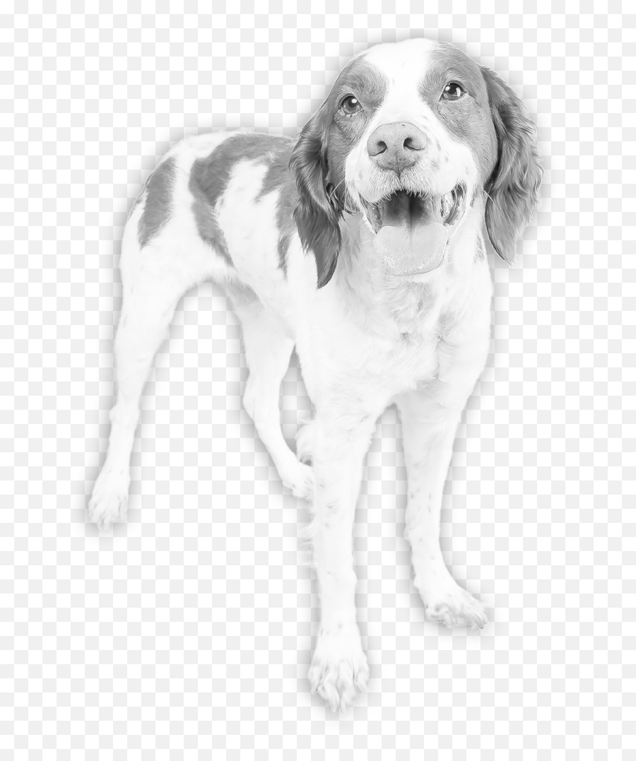 Lucky Dogs Animal Rescue - Pointing Dog Png,Dogs Transparent