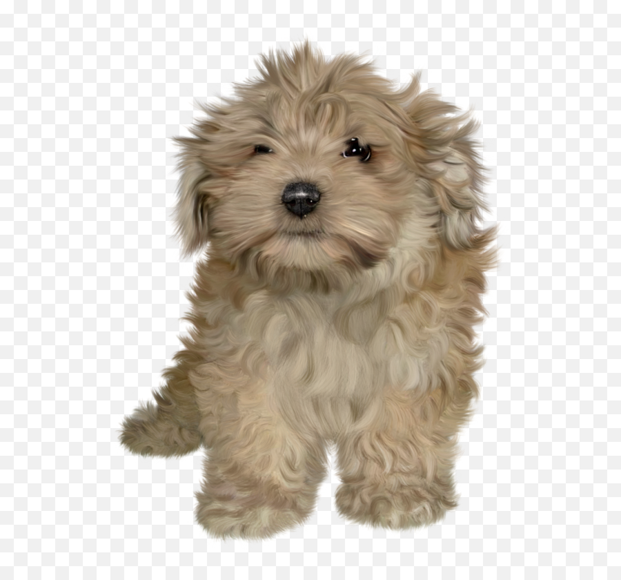 Download Hd Puppies Png Image - Fluffy Dog Png,Puppies Png