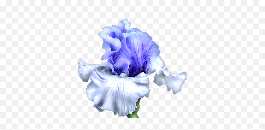 Blue Iris Flower Png Transparent - Transparent Image Iris Flower,Iris Flower Png