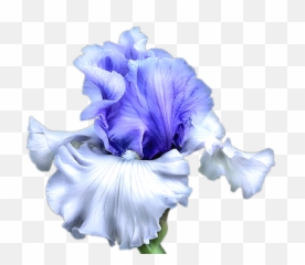 Blue Iris Flower Png Transparent - Image