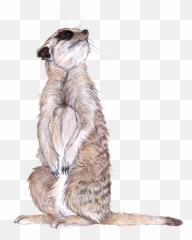 Meerkat Im Zoo Rostock Erleben - Meerkat Png,Meerkat Png