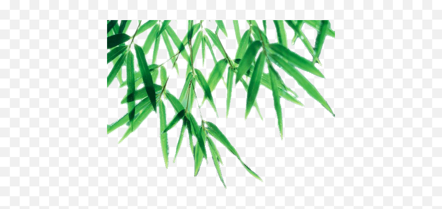 Download Bamboo Leaf Png Picture For Designing Purpose - Bamboo Leaves Transparent Vector Png,Palm Tree Leaves Png