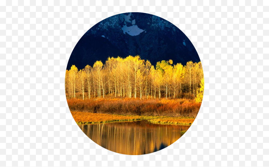 Quaking Aspen Iphone Transparent Png - Mustard Color With Blue Nature,Aspen Tree Png