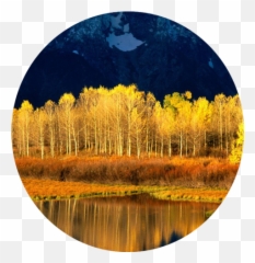 Quaking Aspen Iphone Transparent Png - Mustard Color With Blue Nature,Aspen Tree Png