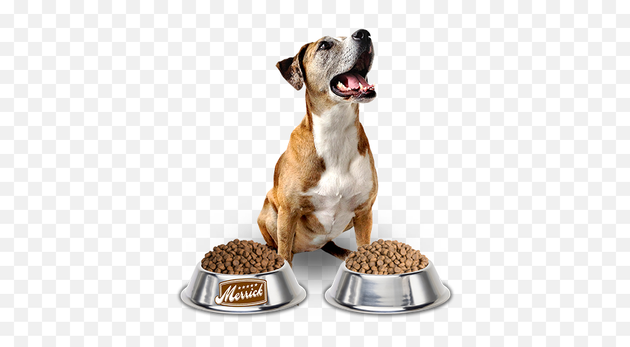 Dog Food Png 1 Image - Dog Eating Food Png,Dog Food Png