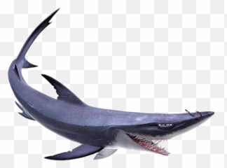Check Out This Transparent Finding Nemo Chum The Shark Png Image